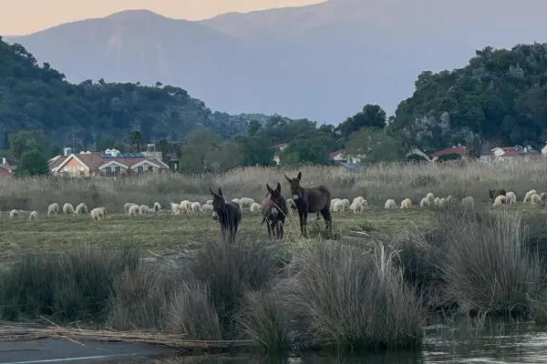 Dalyan Kaunos Turu | Fethiye Günlük Dalyan Tekne Turu